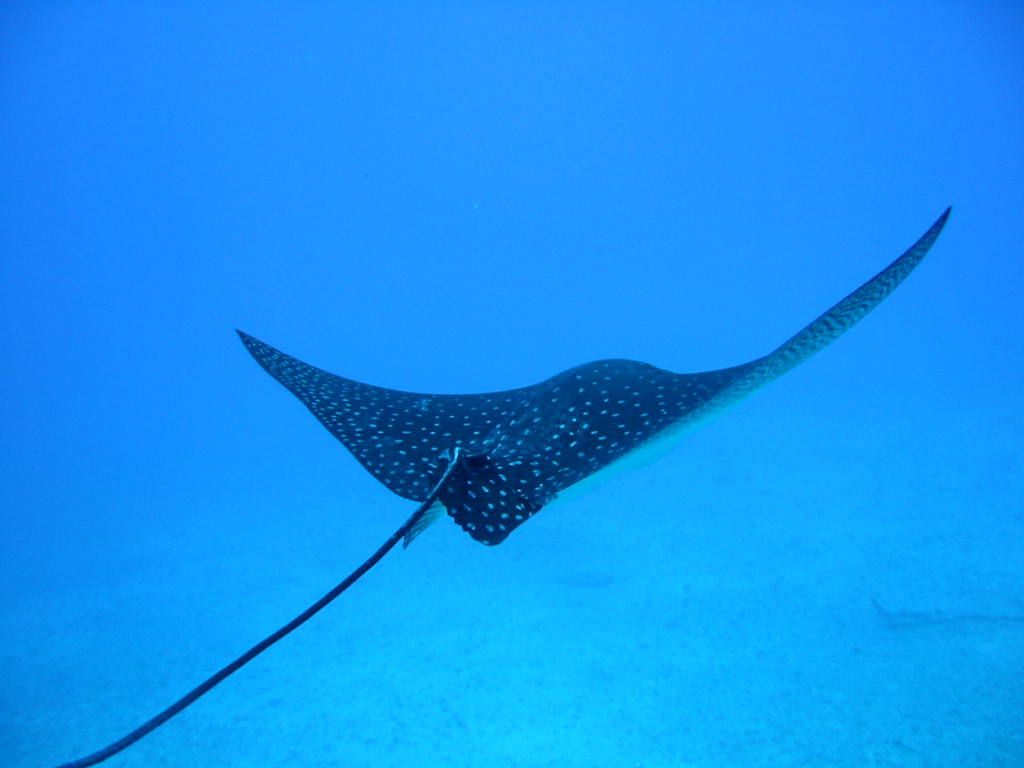 eagle ray carriage